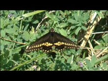 Файл: Butterfly Swallowtail.ogv