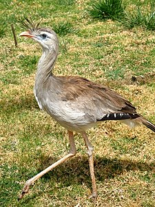 Cariama cristata.jpg