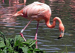 Phoenicopterus ruber[86]