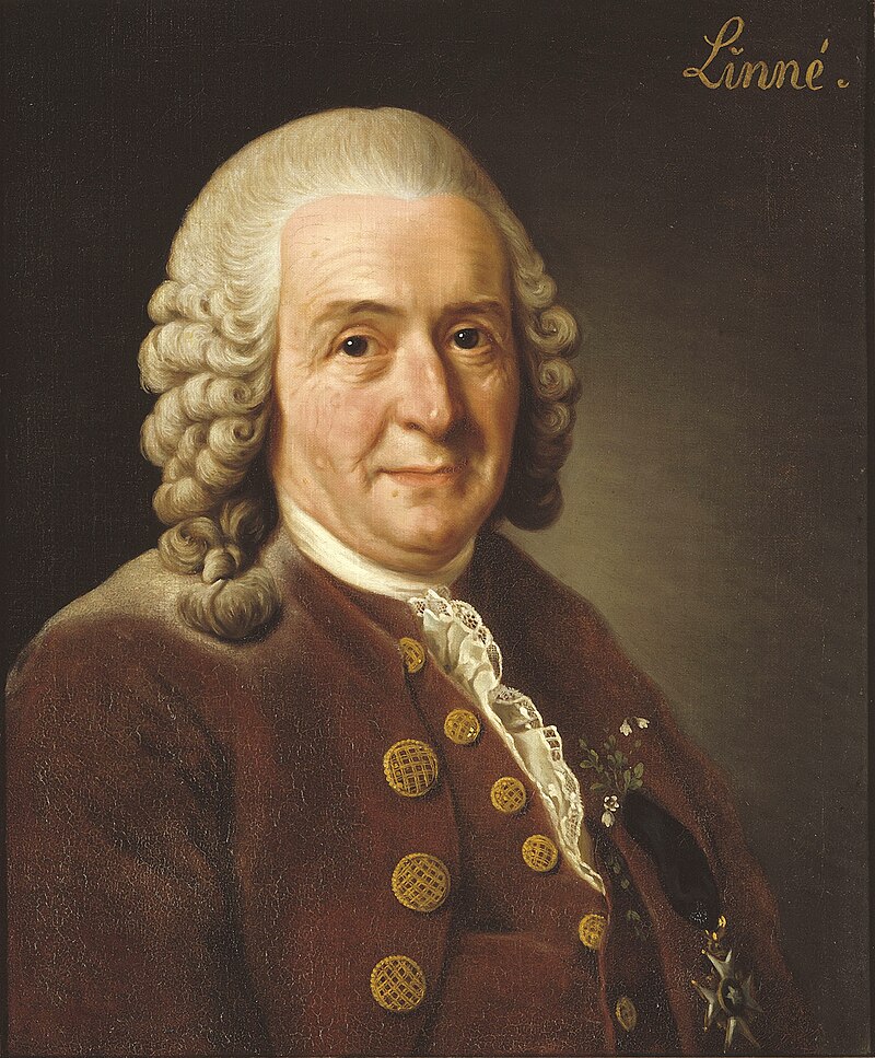 What Did Carl Linnaeus Look Like  in 1775 