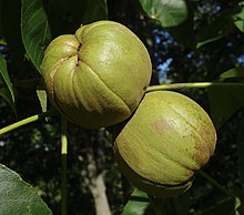 Maturing fruit Carya laciniosa fruit.jpg