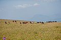 Grazing cattle