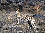 Cheetah (Kruger National Park, South Africa, 2001).jpg