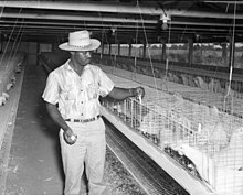 A chicken coop from the 1950s Chicken coopbattery cages in the 1950s.jpg