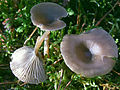 Clitocybe metachroa