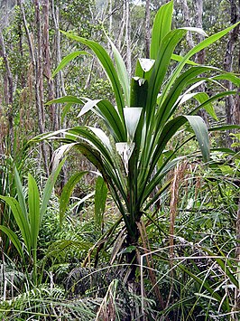 Cordyline banksii