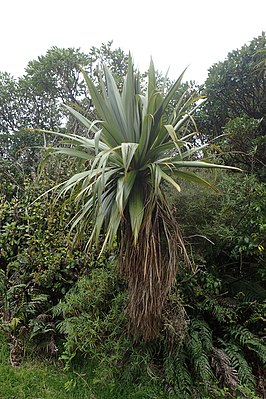 Cordyline indivisa