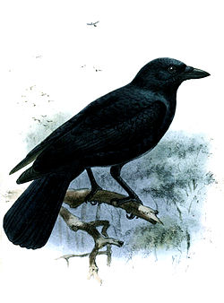  Un timbre à l'effigie du corbeau calédonien (Corvus moneduloides)