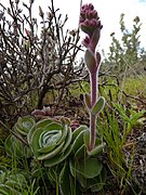 Crassula tomentosa var. tomentosa