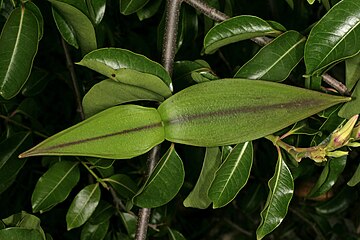 Immature fruit