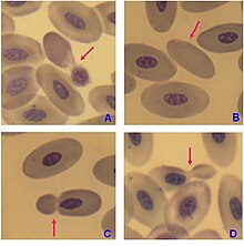 Mature red blood cells of birds have a nucleus, however in the blood of adult females of penguin Pygoscelis papua enucleated red blood cells (B) have been observed, but with very low frequency. Cytological abnormalities in peripheral blood erythrocytes of penguins Pygoscelis papua 5.jpg