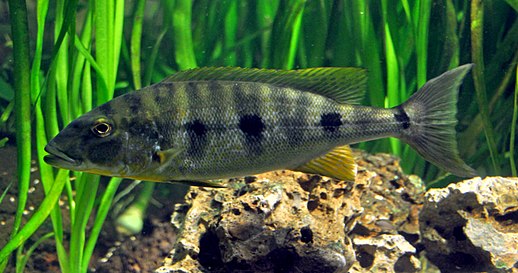 Boulengerochromini (Е): Boulengerochromis microlepis је један од највећих циклида на свету[36] и једини члан свог племена[39]