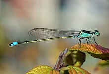 Damselflies, like this Ischnura senegalensis, are slenderer in build than dragonflies, and most hold their wings closed over their bodies. Damselfly October 2007 Osaka Japan.jpg