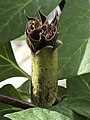 D. metel 'Fastuosa' - calyx lobes of bud open to reveal tightly-furled, pubescent, developing corolla