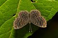 Fotografia de um Riodinidae do gênero Detritivora com suas antenas voltadas para a frente.