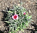 Dianthus chinensis - Raspberry parfait