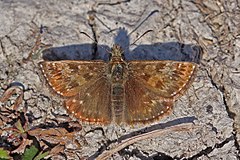 ♂ Erynnis tages