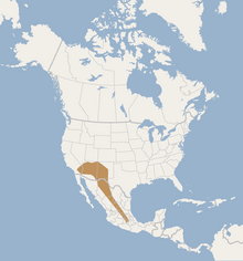 Distribution of Myotis occultus.png