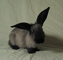 The blood flow through the rabbit's large ears help with thermoregulation. Domestic rabbit with large ears.jpg