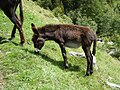 Donkey Val dei Ratti 03.JPG