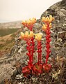 Dudleya farinosa.