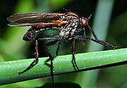 Dance fly male Empis tesselata