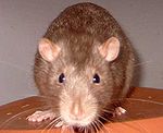 Fotogenieke volwassen mink-kleurige rat