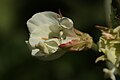 Epilobium luteum 8192. 
 JPG