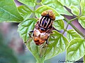 Eristalinus megacephalus