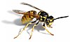 European wasp white bg02.jpg