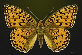 Dorsal view