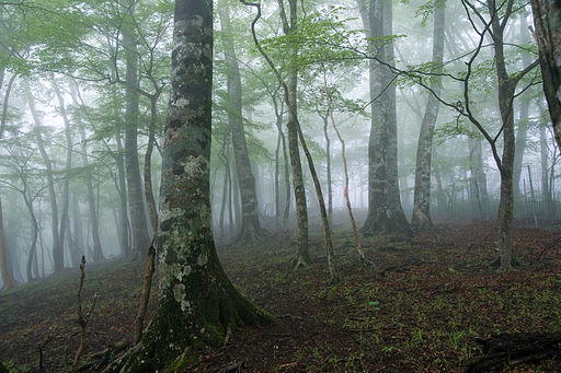 Fagus japonica 02