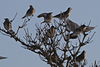 Fieldfares in a tree