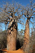 Spiny forest in het Renialapark