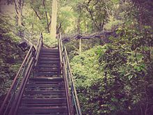 Лестница с видом на лес в Thenmala 1.jpg