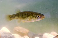 Mummichogs, (Fundulus heteroclitus), found in deepwater pools Fundulus heteroclitus.jpg