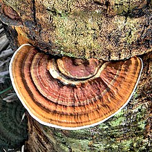 Ganoderma zonatum on Cabbage Palm (7323737678).jpg