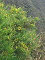 Ginesta de Montpeller trobada al Cerro de Guadalupe a Bogotà.