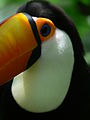 Head of toco toucan (Ramphastos toco).jpg