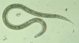 Hookworm larvaG.jpg