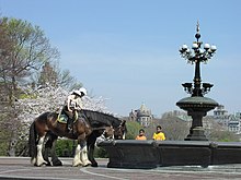 PEP horses drinking from a fountain in Central Park Horses drinking from a fountain in Central Park.jpg