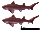 Hybodus