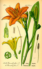 Miniatura para Hemerocallis fulva