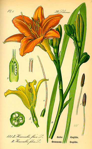 File:Illustration Hemerocallis fulva0.jpg