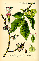 Miniatura para Ulmaceae