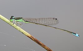 Ischnura asiatica