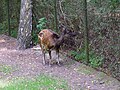 Visayan spotted deer