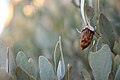 Jojoba-Öl für die Heilerde-Maske wird aus der Jojoba-Pflanze gewonnen.