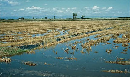 Amposta (Montsià), 23 de setembre de 2001