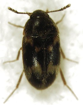 Litargus balteatus